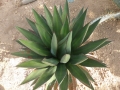 Agave ghiesbrechtii