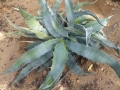 Agave gigantensis