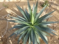 Agave gilbertii