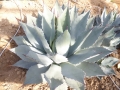 Agave glomeruflora