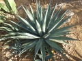 Agave gracilipes cv