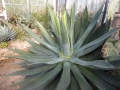 Agave guadalajarana