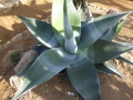 Agave guiengola