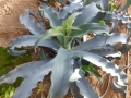 Agave gypsophila