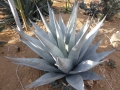 Agave havardiana