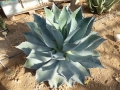 Agave hiemiflora