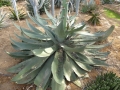 Agave hookeri