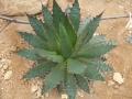 Agave horrida coajahulco