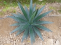 Agave horrida perotensis