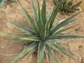 Agave horrida