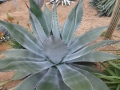 Agave hurteri