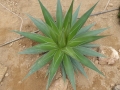 Agave impressa