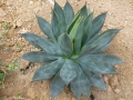 Agave istmensis X colimana