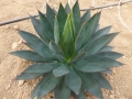 Agave karwinskii