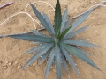 Agave kerchovei