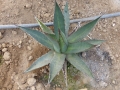 Agave lechuguilla