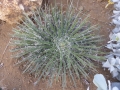 Agave leopoldii cv