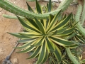 AGAVE LOPHANTA QUADRICOLOR