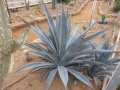 AGAVE LURIDA