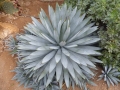 Agave macroacantha