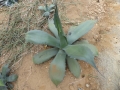 Agave marmorata