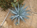 Agave mckelveyana