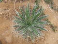 Agave multifilifera