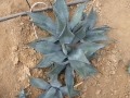 Agave neomexicana