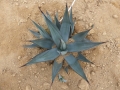 Agave nigra