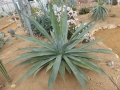 Agave obscura