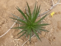 Agave ocahui