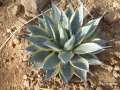 Agave ohikitsuyote nisiki variegata cv