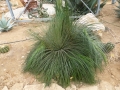 Agave ornithobroma