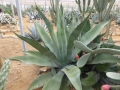 Agave oroensis