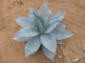 Agave ovatifolia