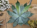 Agave pachycentra