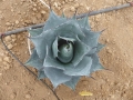 Agave parrasana