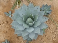 AGAVE PARRYI CHIHUAHUA