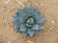 Agave parryi compacte