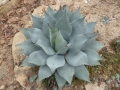 Agave parryi huachucensis