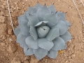 AGAVE PARRYI TRUNCATA