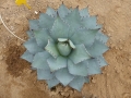AGAVE PARRYI