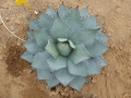 Agave parryi