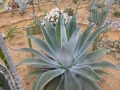 Agave parvidentata