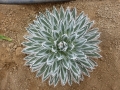 Agave parviflora