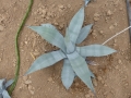 AGAVE PATONII