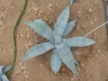 Agave patonii