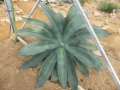 Agave pedunculiflora