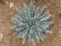 AGAVE POLIANTHIFLORA