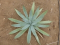 Agave polyacantha